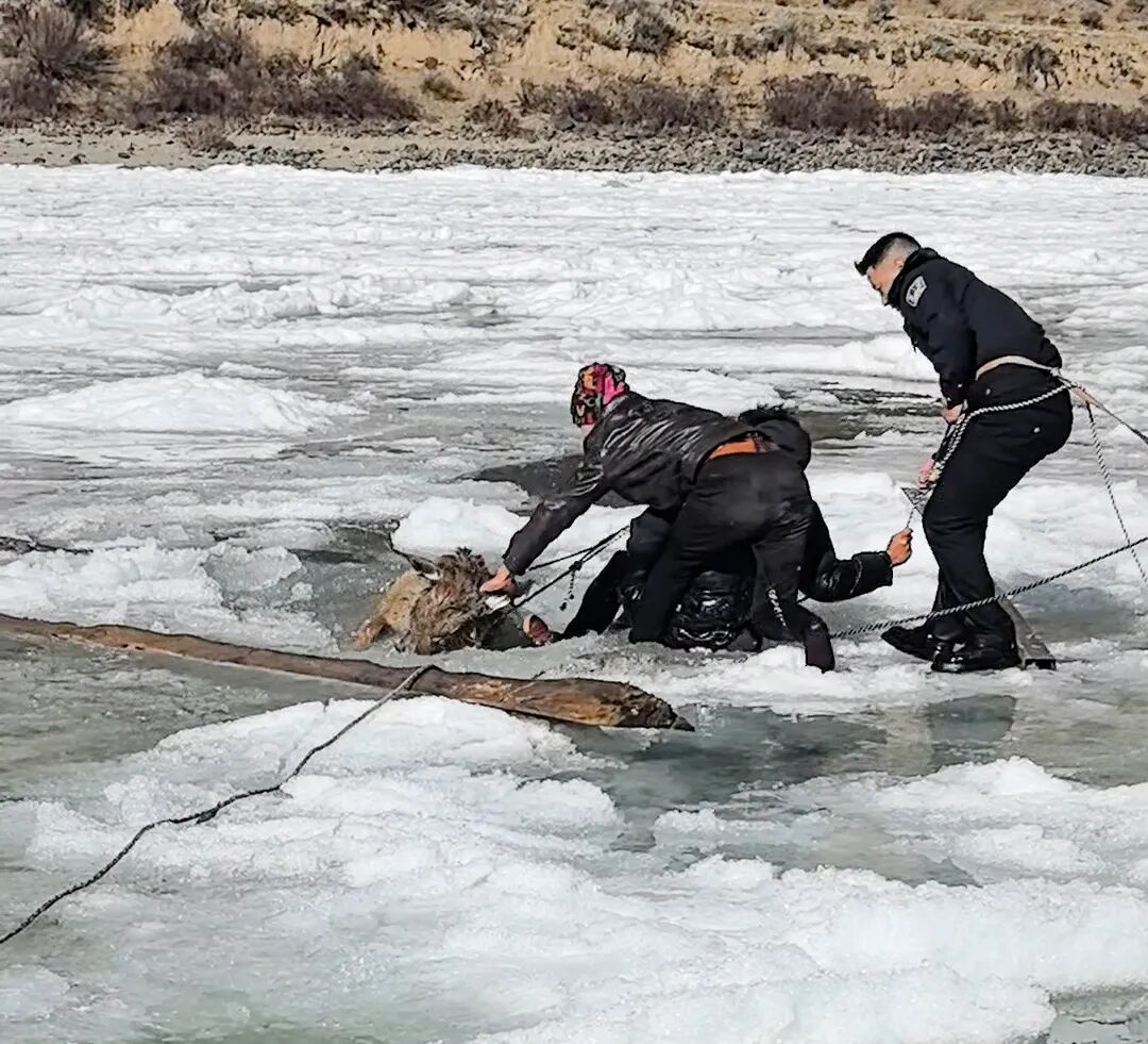 零下10℃,警民破冰救出三只国家一级保护动物 零下10℃,警民破冰救出三只国家一级保护动物
