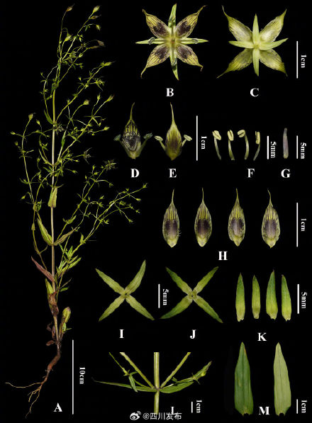 四川发现新物种“木里獐牙菜” 四川发现新物种“木里獐牙菜”