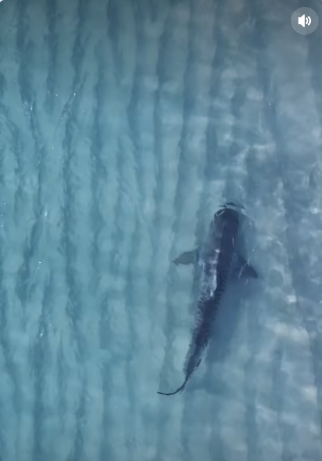 澳大利亚海滩鲨鱼闯入浅水区,无人机拍下与宠物犬对视瞬间 澳大利亚海滩鲨鱼闯入浅水区,无人机拍下与宠物犬对视瞬间