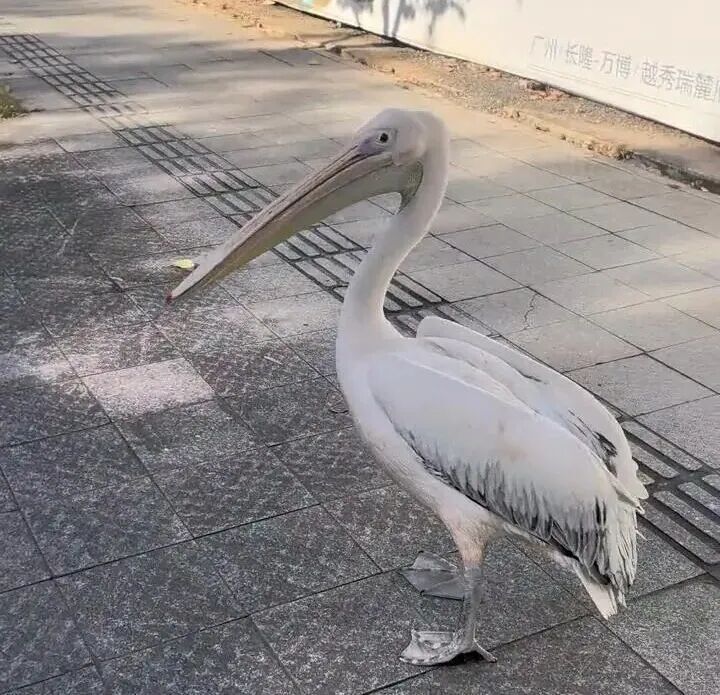 广州一动物园鹈鹕频繁出逃,有人拍到在马路旁闲逛,园方:可能因为它们比较调皮 广州一动物园鹈鹕频繁出逃,有人拍到在马路旁闲逛,园方:可能因为它们比较调皮