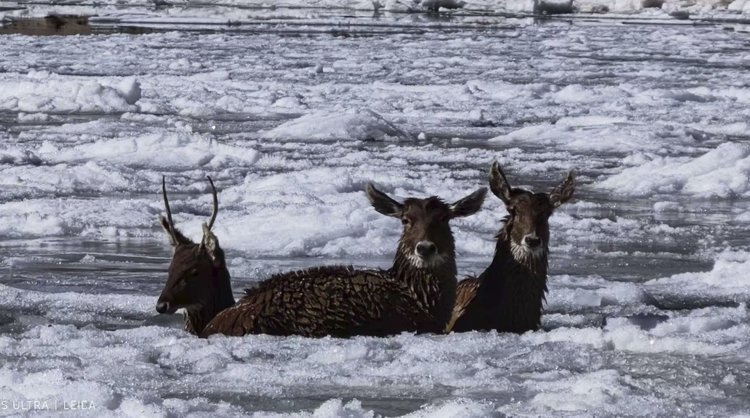 冰河刺骨,但笑容滚烫!四川甘孜警民零下10℃冰河中,救出3只珍稀白唇鹿 冰河刺骨,但笑容滚烫!四川甘孜警民零下10℃冰河中,救出3只珍稀白唇鹿