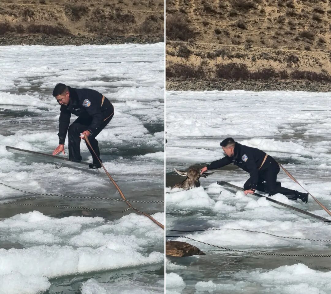 零下10℃,警民破冰救出三只国家一级保护动物 零下10℃,警民破冰救出三只国家一级保护动物