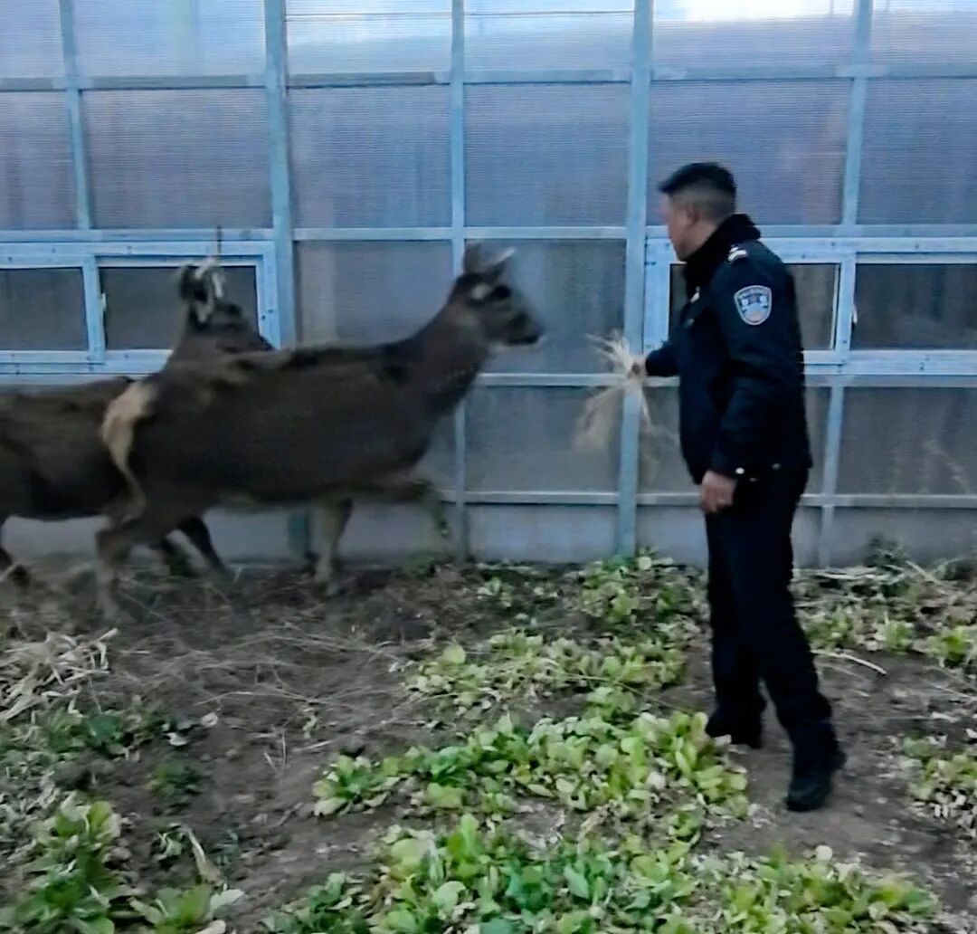 零下10℃,警民破冰救出三只国家一级保护动物 零下10℃,警民破冰救出三只国家一级保护动物