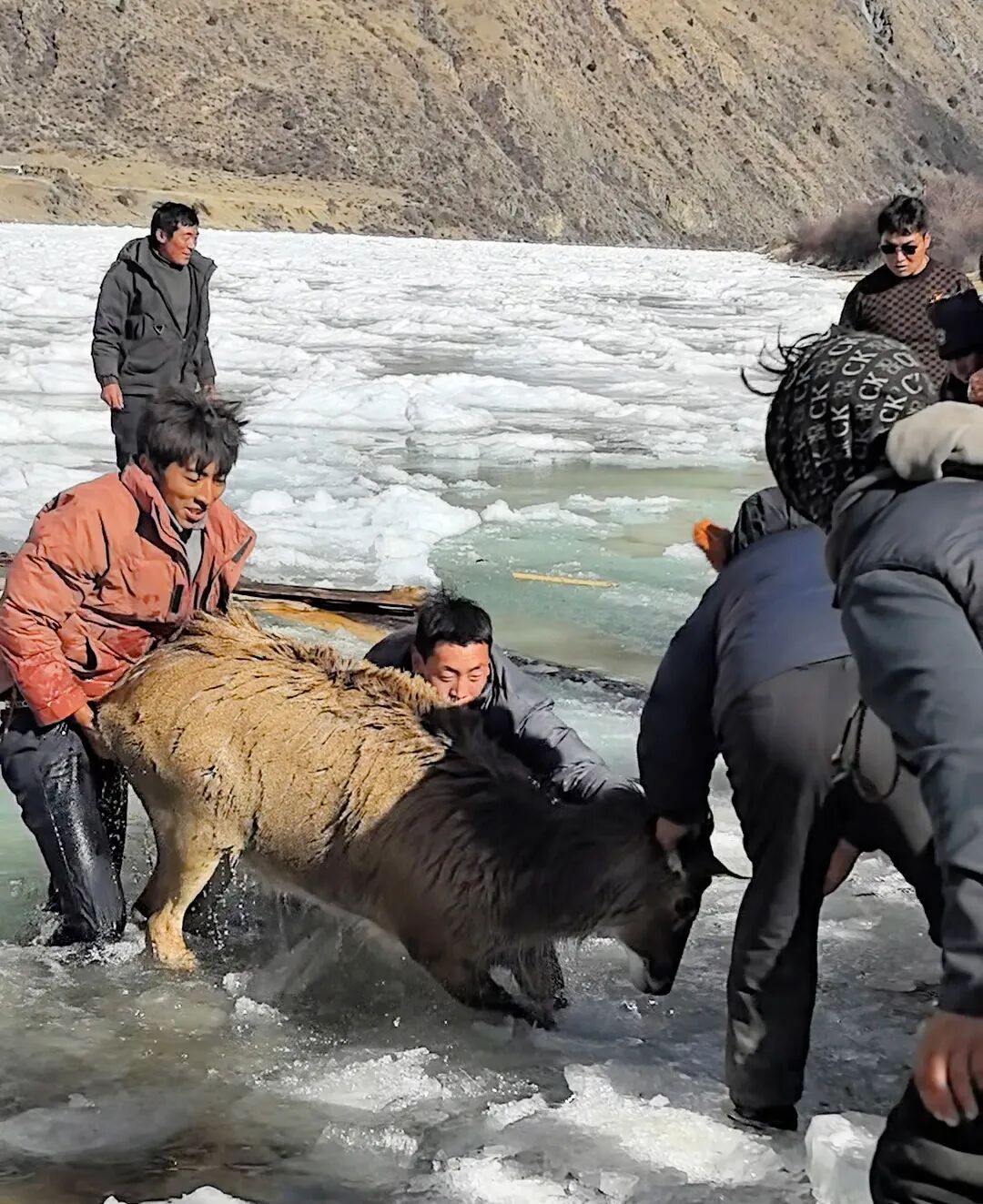 零下10℃,警民破冰救出三只国家一级保护动物 零下10℃,警民破冰救出三只国家一级保护动物