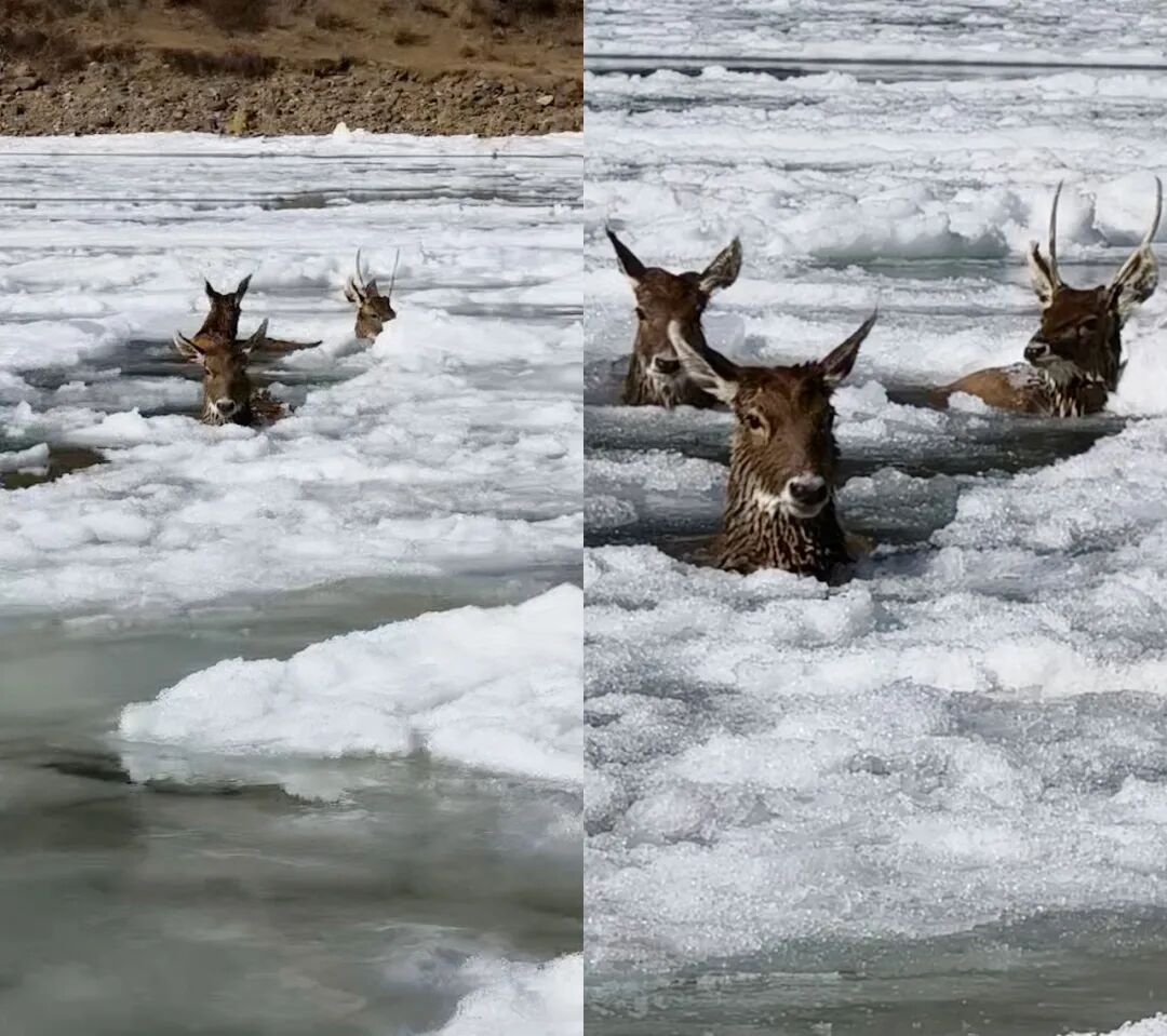 零下10℃,警民破冰救出三只国家一级保护动物 零下10℃,警民破冰救出三只国家一级保护动物
