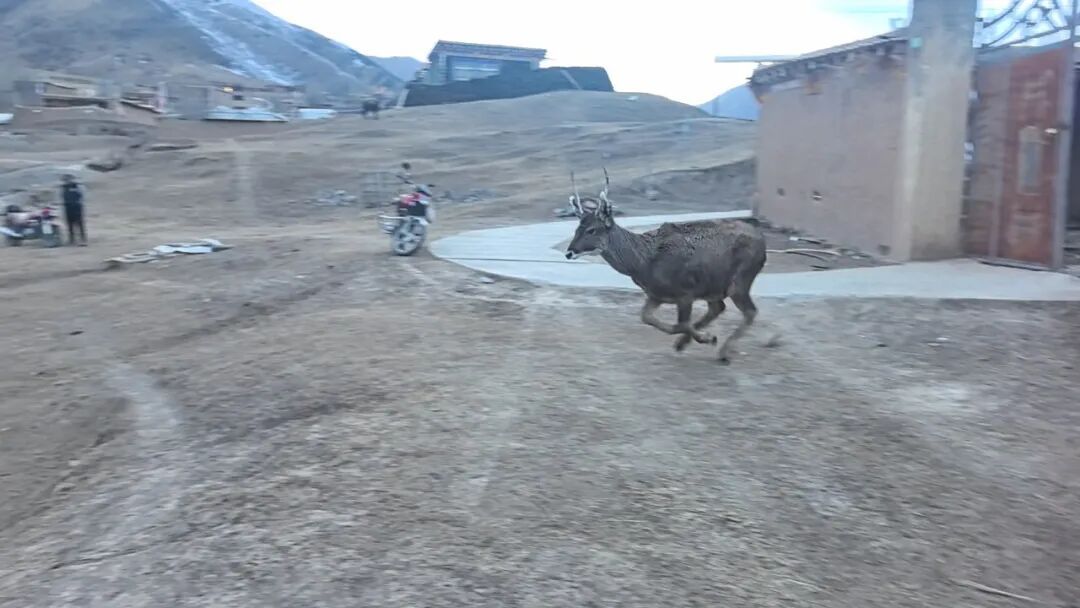 零下10℃,警民破冰救出三只国家一级保护动物 零下10℃,警民破冰救出三只国家一级保护动物