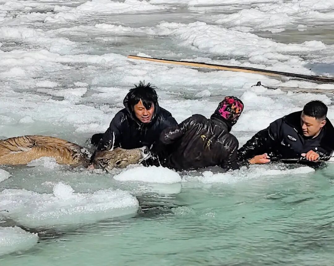 零下10℃,警民破冰救出三只国家一级保护动物 零下10℃,警民破冰救出三只国家一级保护动物