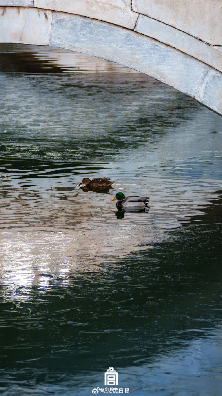 收藏！把故宫的鸟儿框进壁纸