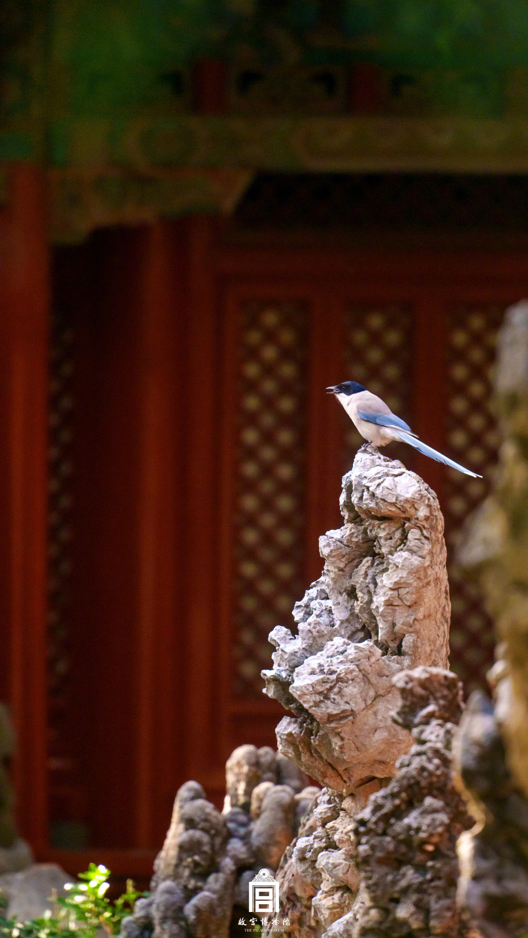 收藏！把故宫的鸟儿框进壁纸