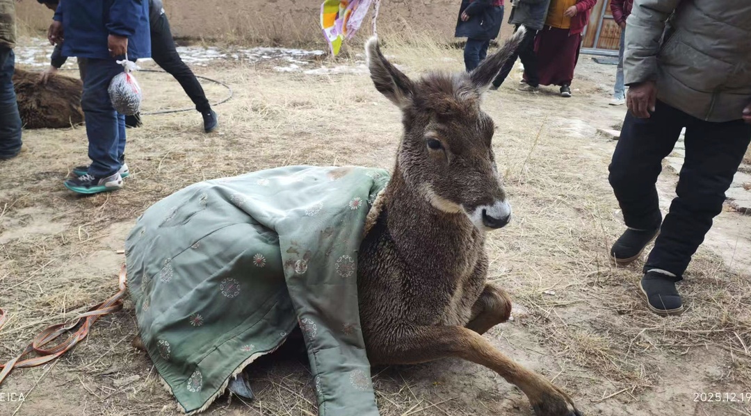 冰河刺骨,但笑容滚烫!四川甘孜警民零下10℃冰河中,救出3只珍稀白唇鹿 冰河刺骨,但笑容滚烫!四川甘孜警民零下10℃冰河中,救出3只珍稀白唇鹿