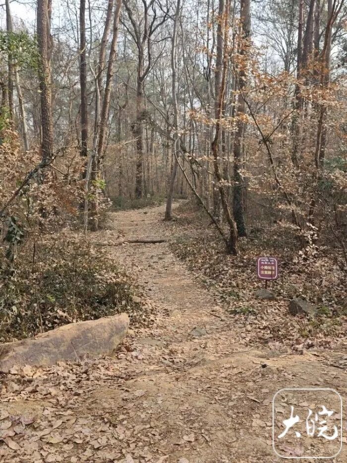 大蜀山可以骑车上山了?管理部门回应 大蜀山可以骑车上山了?管理部门回应