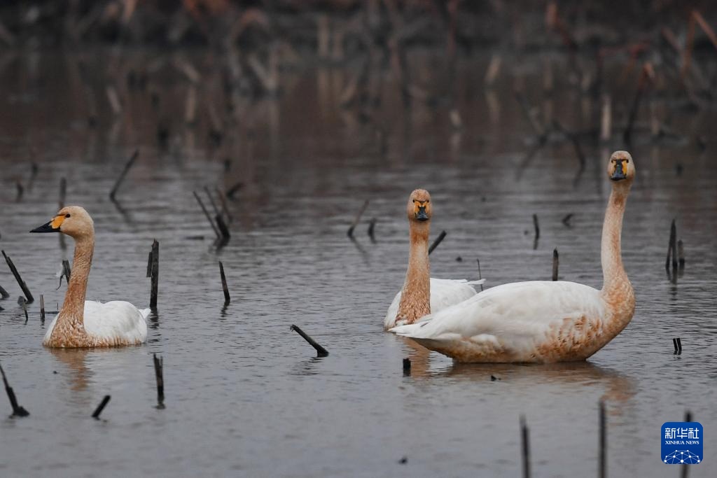 生态修复引候鸟 东古湖畔观鸟热