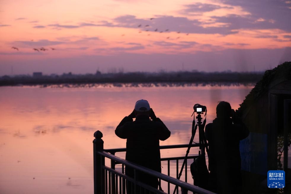 生态修复引候鸟 东古湖畔观鸟热