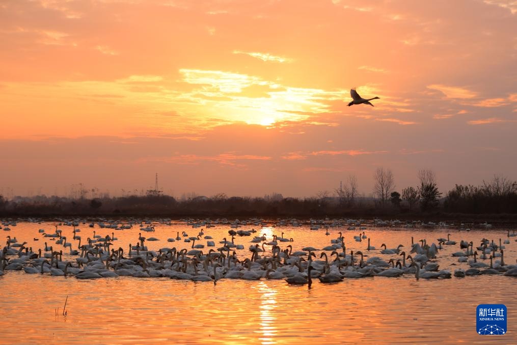 生态修复引候鸟 东古湖畔观鸟热
