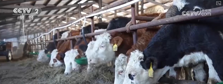 保畅通、护生产 各地以“雪”为令多举措保障群众生产生活平稳有序 保畅通、护生产 各地以“雪”为令多举措保障群众生产生活平稳有序