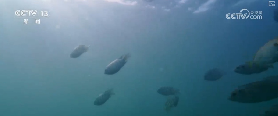 关键数智化技术赋能四季皆宜文旅体验 智慧海岛玩转新玩法激活新消费