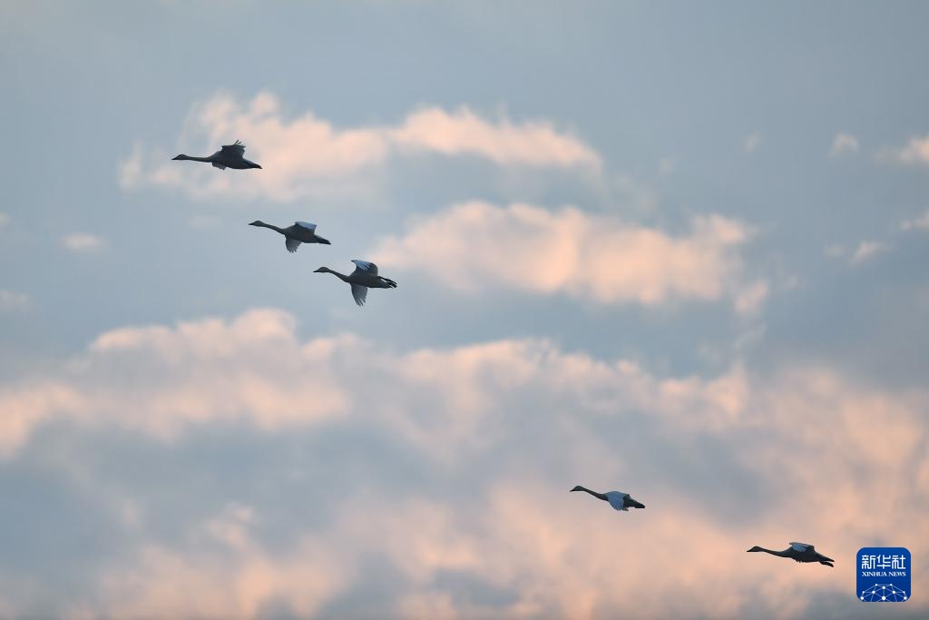 生态修复引候鸟 东古湖畔观鸟热