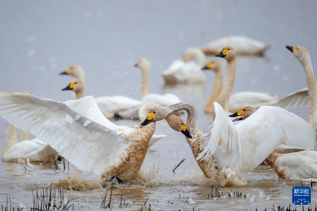 生态修复引候鸟 东古湖畔观鸟热