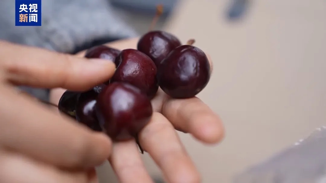 价格“大跳水”!一波车厘子,大量到货了 价格“大跳水”!一波车厘子,大量到货了