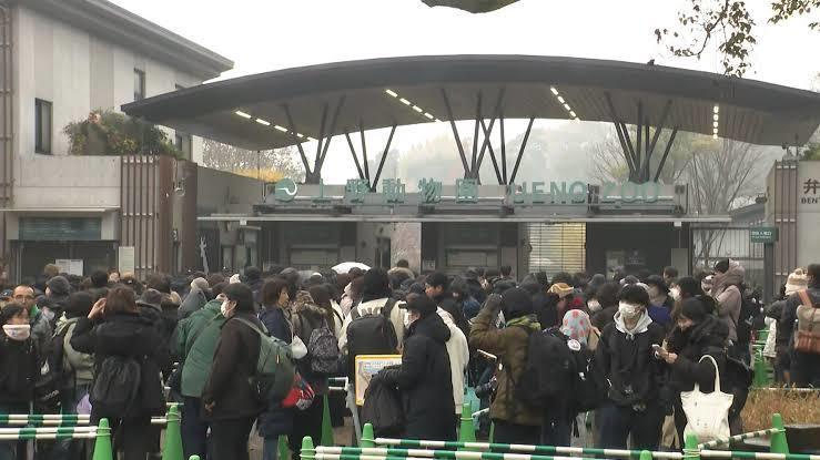 日媒：上野动物园旅日大熊猫将回国，23日起参观需网上提前预约