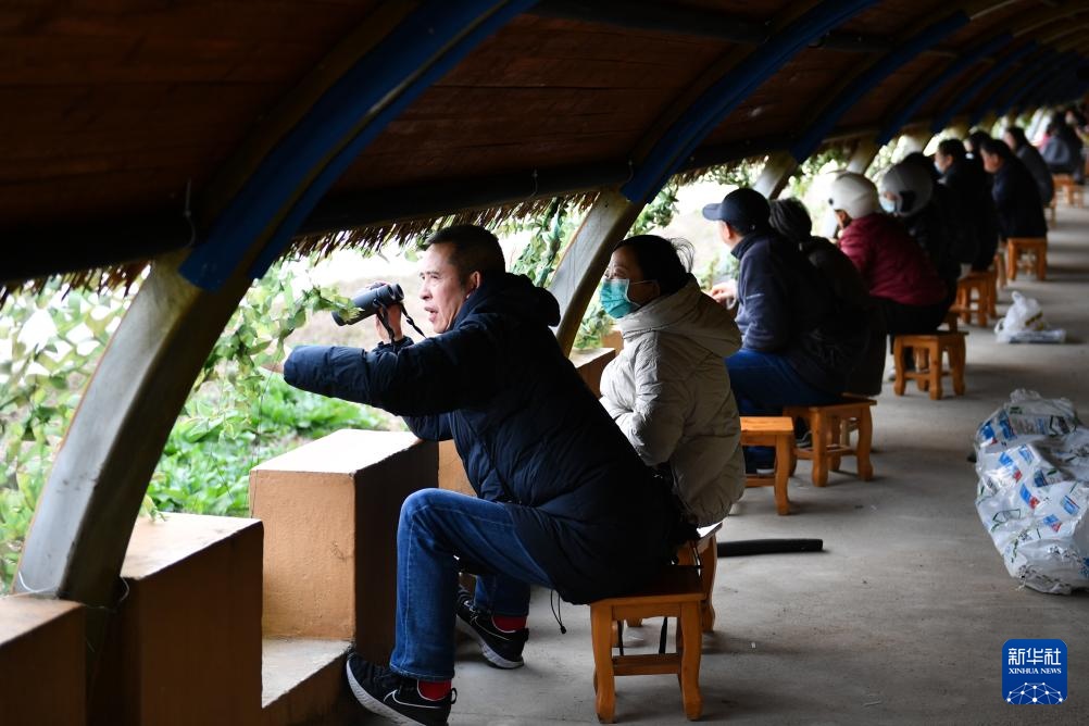生态修复引候鸟 东古湖畔观鸟热