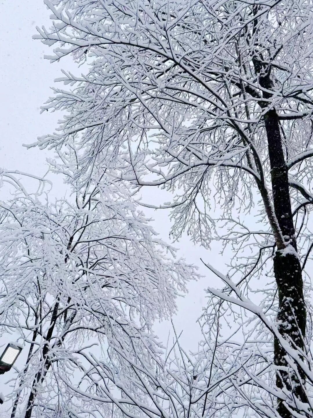 狂降10℃！湖北多地下雪，接下来的天气......