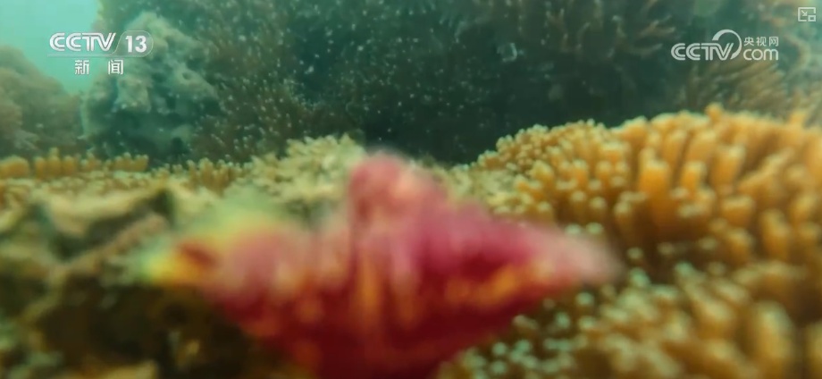 关键数智化技术赋能四季皆宜文旅体验 智慧海岛玩转新玩法激活新消费