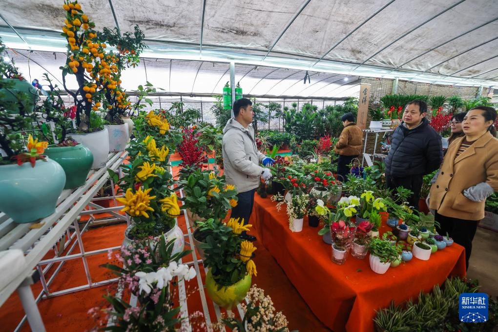 浙江绍兴：年宵花卉迎新年