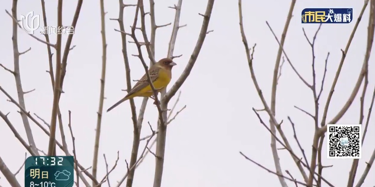上海首次发现！这对父子数日观察，相机记录下罕见一幕