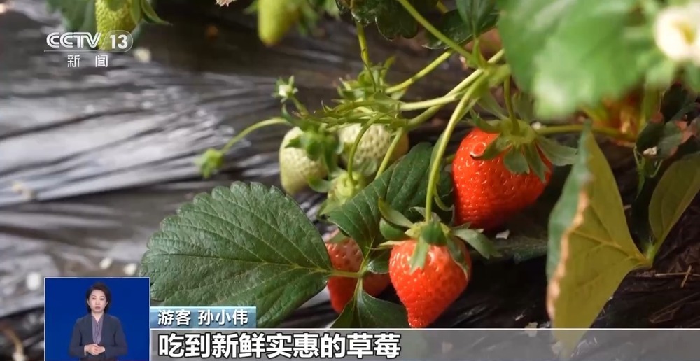 逛非遗大集、采新鲜水果 元旦消费市场“热”力十足 逛非遗大集、采新鲜水果 元旦消费市场“热”力十足