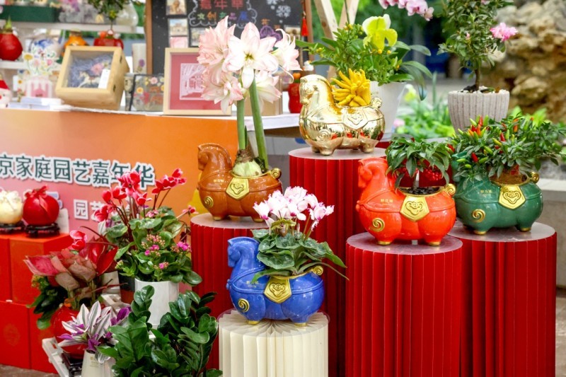 超1000种特色年宵花陆续上市 2026北京家庭园艺嘉年华将于元旦启幕