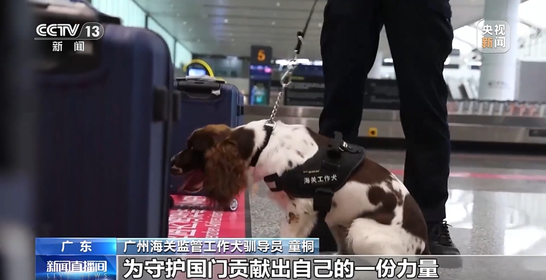 “汪汪队”在广州海关上岗，搜获准确率100%