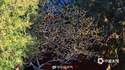 北京卧佛寺蜡梅盛开喜迎元旦