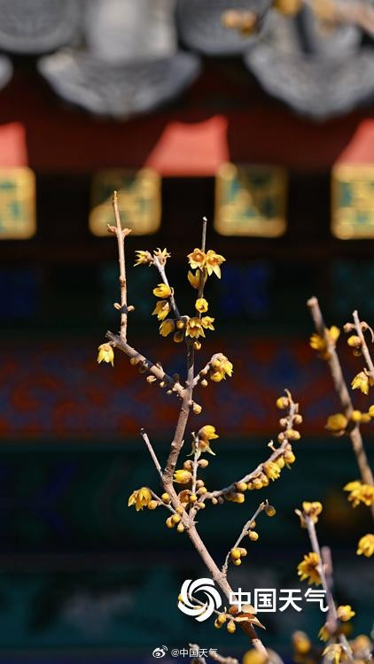 北京卧佛寺蜡梅盛开喜迎元旦