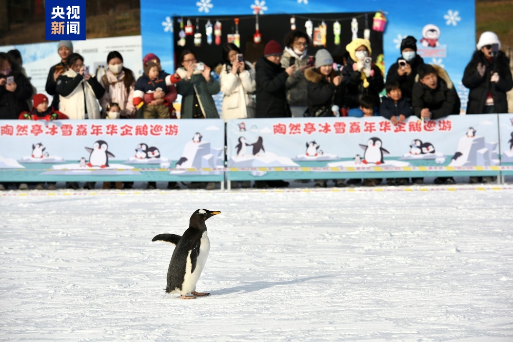 迎曙光、戏冰雪共启新年 北京市属公园元旦迎客近30万人次 迎曙光、戏冰雪共启新年 北京市属公园元旦迎客近30万人次