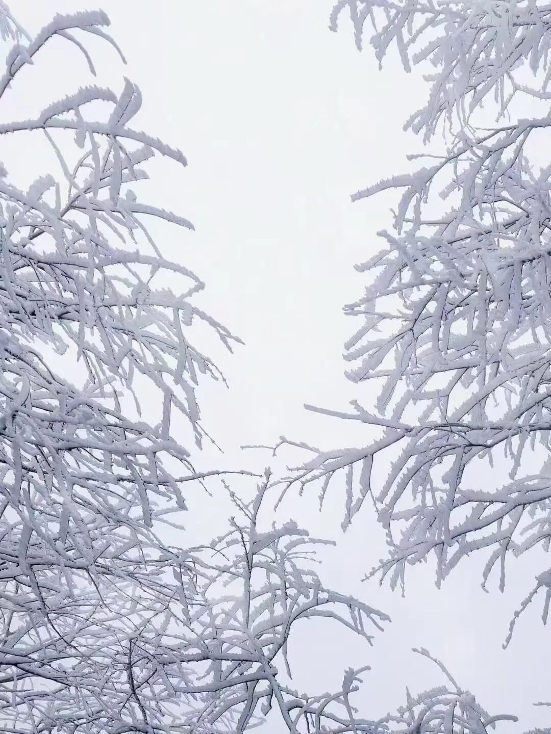 江西多地下雪了！