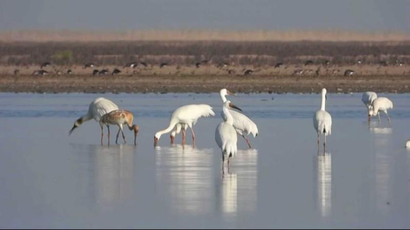 江西南昌:鄱阳湖南矶湿地迎来最佳观鸟期 江西南昌:鄱阳湖南矶湿地迎来最佳观鸟期