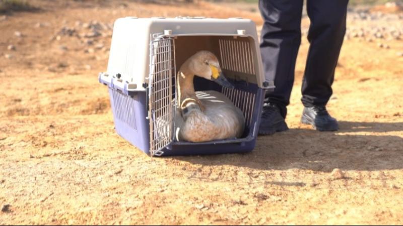 江西上饶：2只越冬候鸟痊愈后被成功放飞