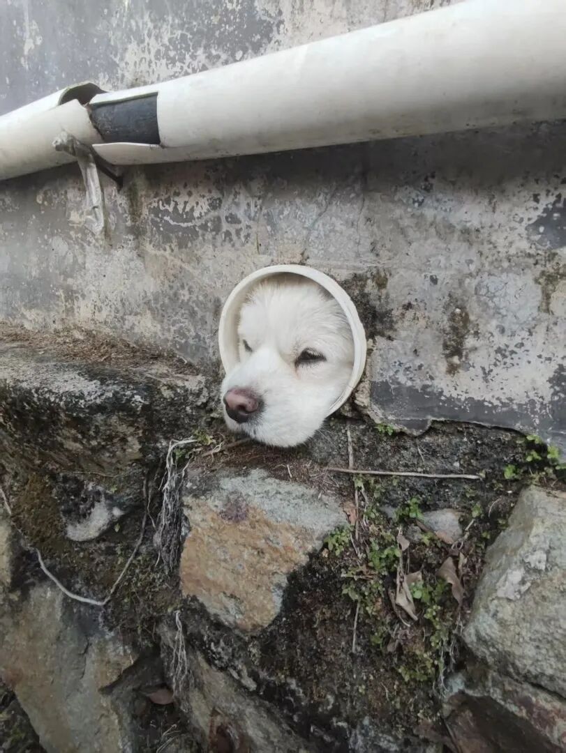 小狗钻排水口被卡，师生合力救援，网友：这是最好的招生简章