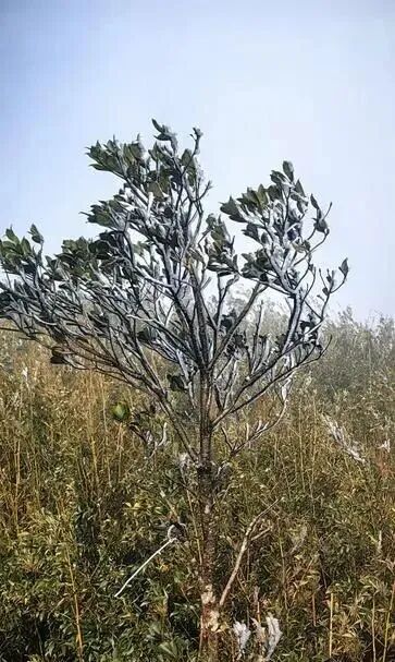 广东现雾凇、冰挂奇观……新一轮冷空气在路上 广东现雾凇、冰挂奇观……新一轮冷空气在路上