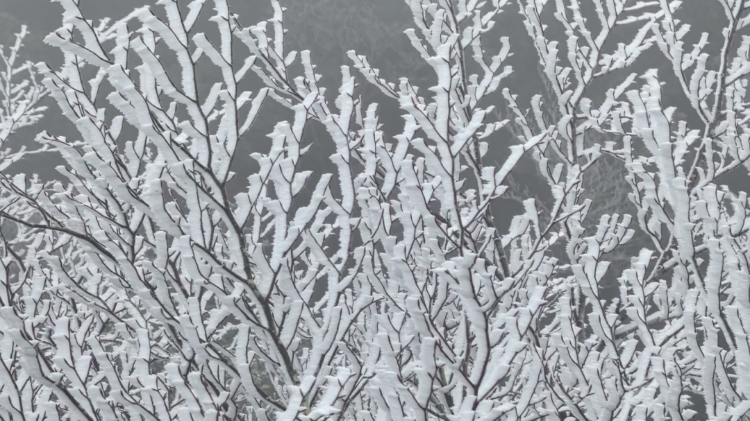 广东现雾凇、冰挂奇观……新一轮冷空气在路上 广东现雾凇、冰挂奇观……新一轮冷空气在路上