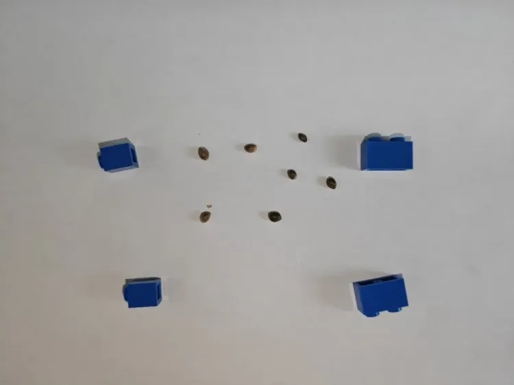 7粒大麻种子,藏在拼好的乐高里!杭州海关查获“积木夹心”走私案 7粒大麻种子,藏在拼好的乐高里!杭州海关查获“积木夹心”走私案