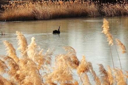 收藏！这组芦苇图可以当壁纸