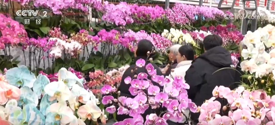 “鲜花经济”撬动节前火热消费 新品种添彩新春 年宵花香飘海外
