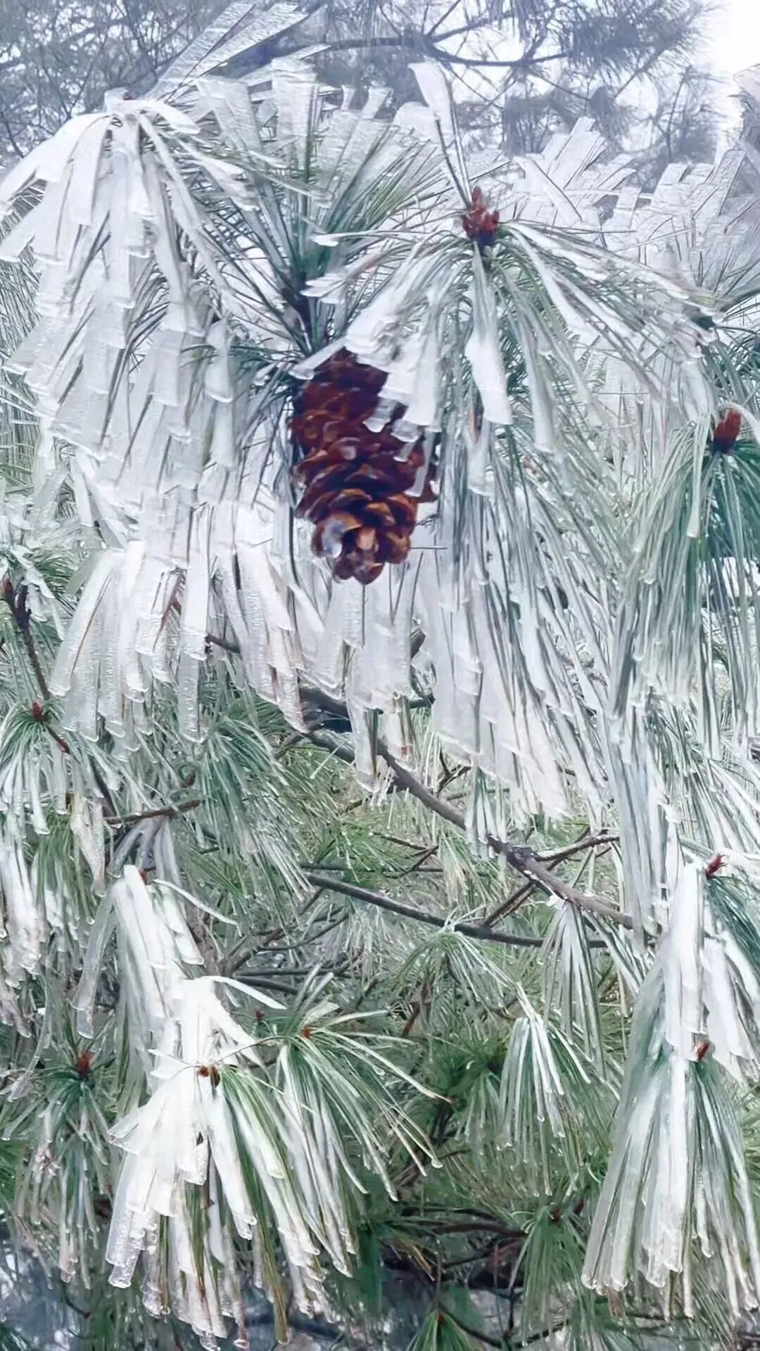 冷冷冷！今早，昆明体感0℃！云南多地下雪了