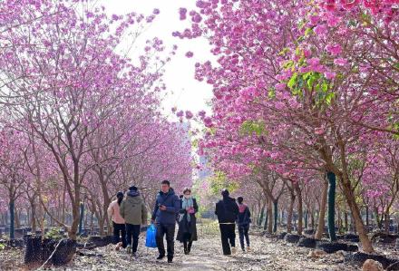 紫花风铃已成广州网红 错过就要等明年！