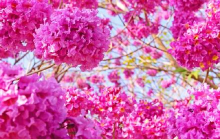 紫花风铃已成广州网红 错过就要等明年！