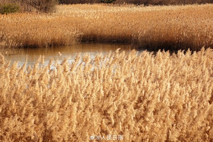 收藏！这组芦苇图可以当壁纸