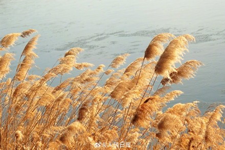 收藏！这组芦苇图可以当壁纸