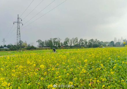 和成都第一波油菜花接上头了 和成都第一波油菜花接上头了